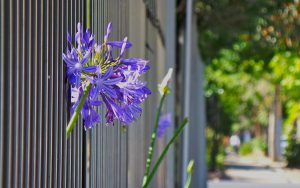 Recinzione giardino